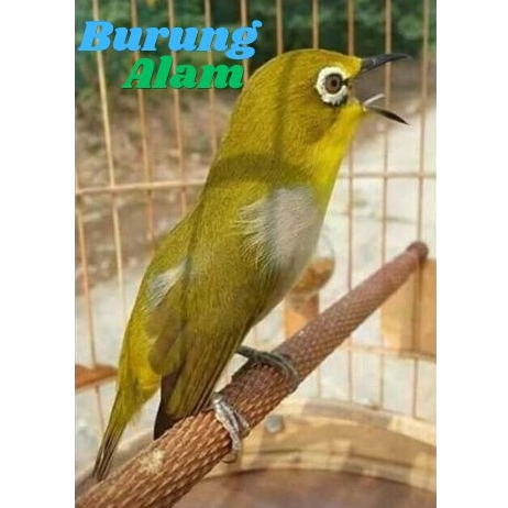 Burung Pleci Dakun Ori