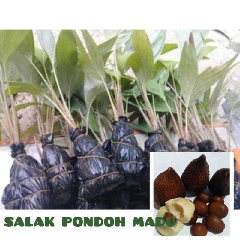 Bibit Salak PONDOH Madu Bibit Kualitas Unggul