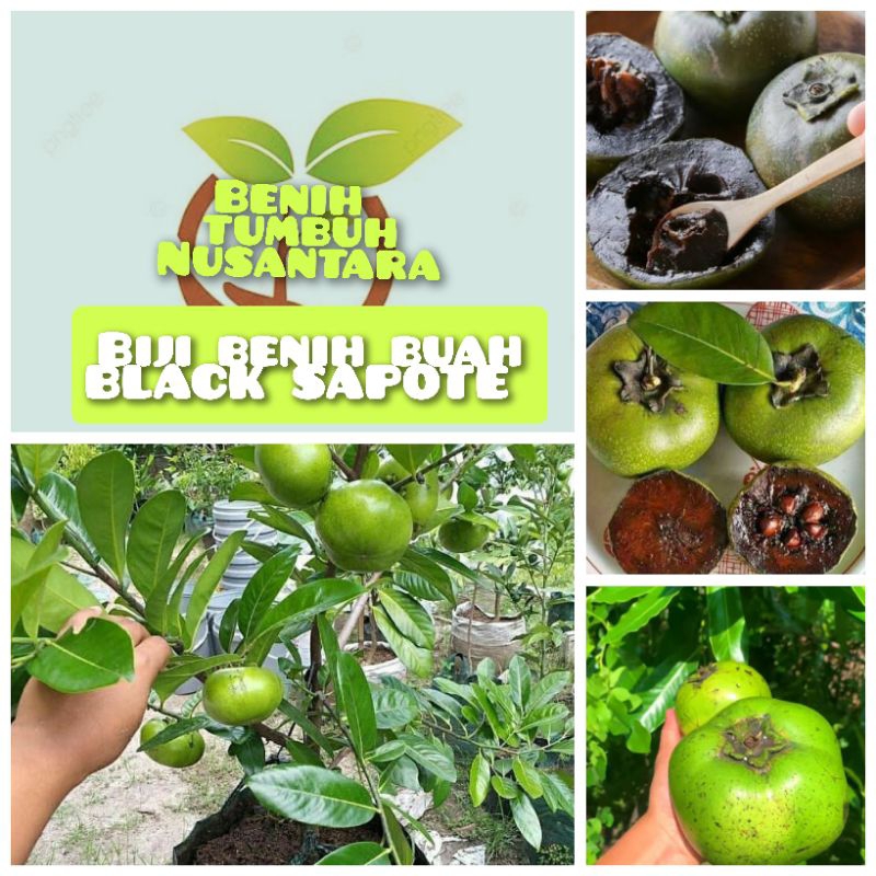 1 butir biji benih buah BLACK SAPOTE