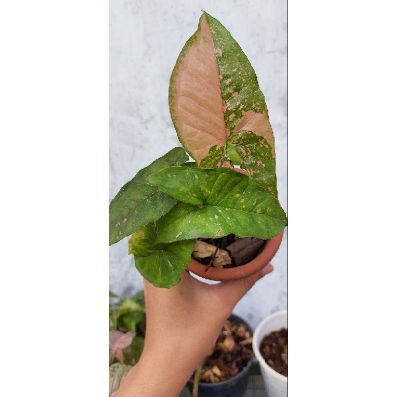 Syngonium Pink Splash Allusion