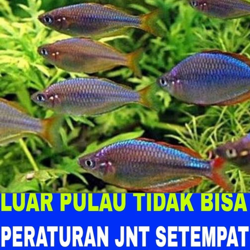ikan hias rainbow Peacock bonus pakan bergaransi