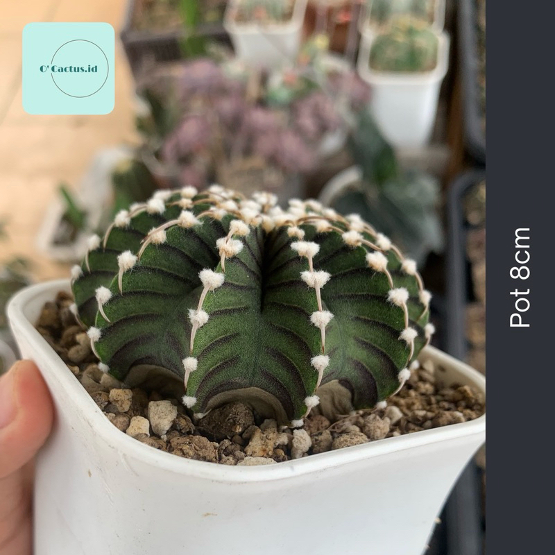 Gymnocalycium LB Vos m kaktus gymno vos014 rare black skin original ori kaktus tanaman hias langka i