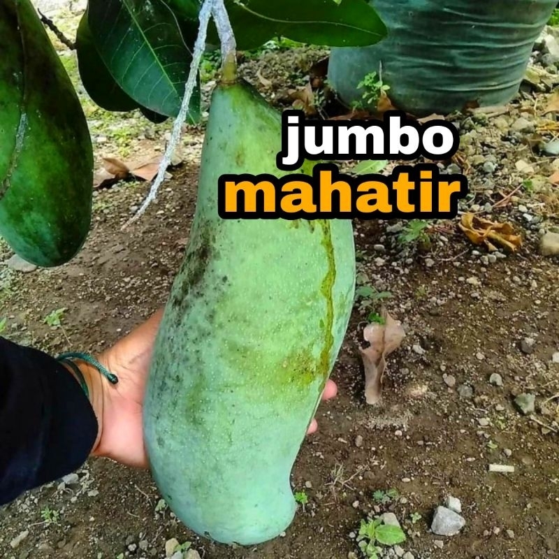 bibit mangga mahatir // mangga super jumbo mahatir