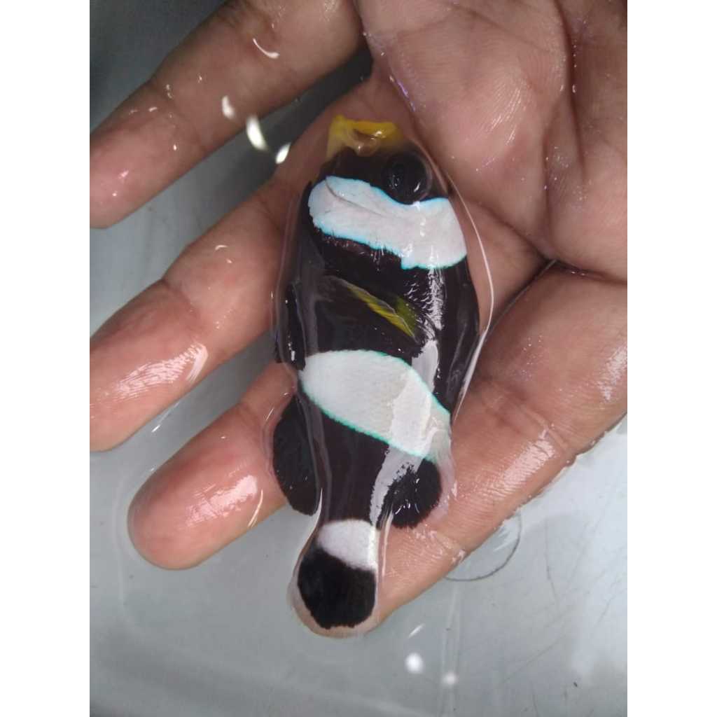 Giro Negro Size L - Saddleback Clownfish