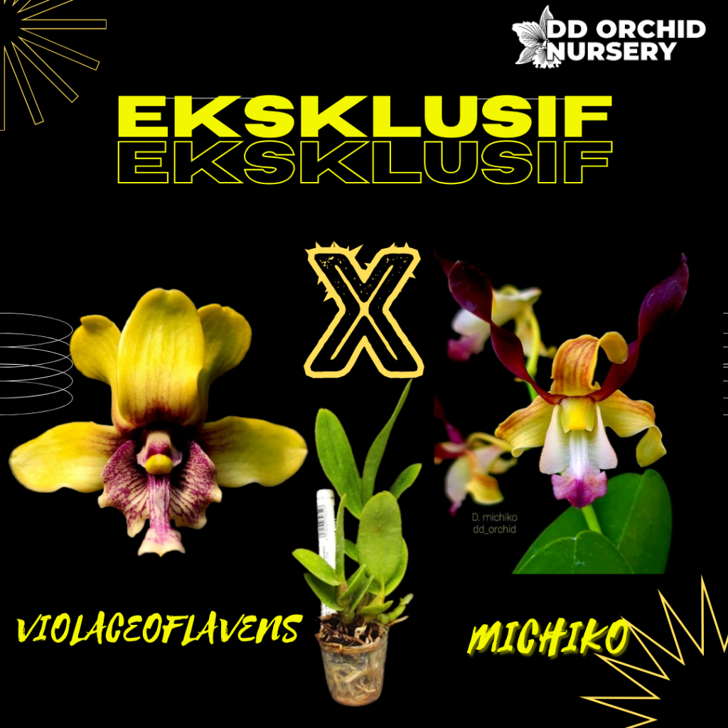 DD Orchid Seedling Anggrek Dendrobium violaceoflavens X Den. Michiko