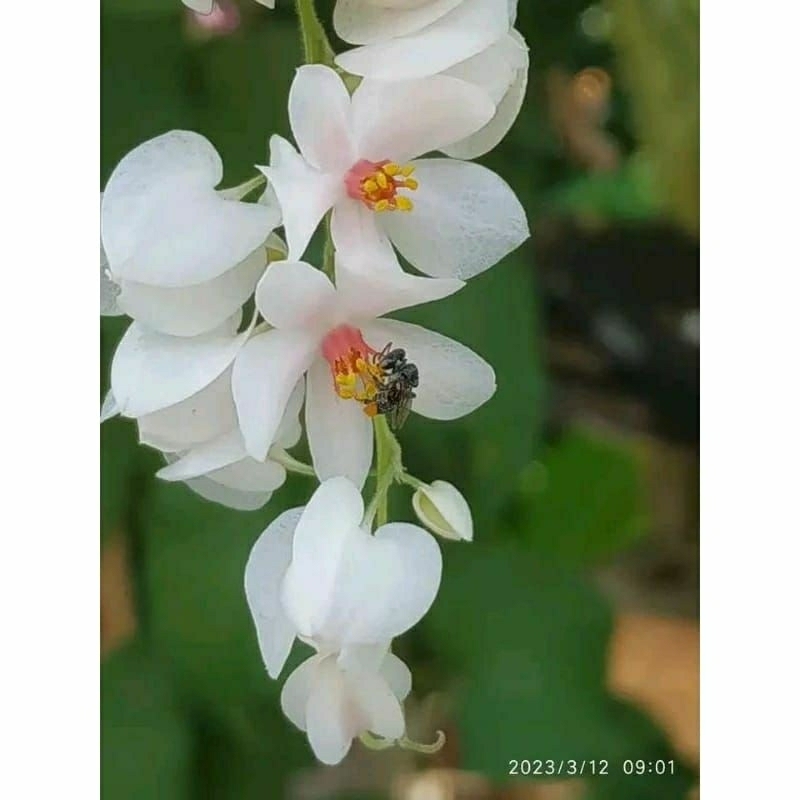 -+50 biji bunga amp putih air mata pengantin