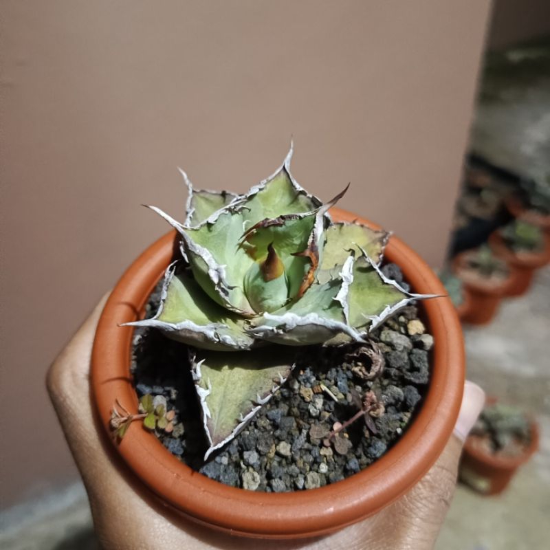 agave titanota fo76 best perform pot 8cm