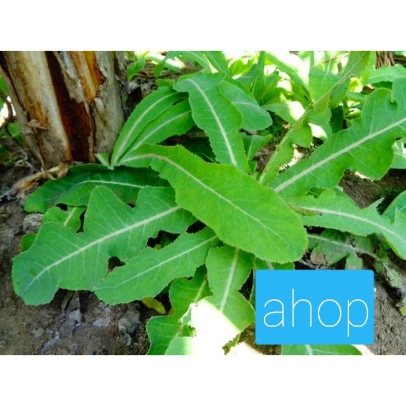 

daun sembung herbal sgar 5 lmbar