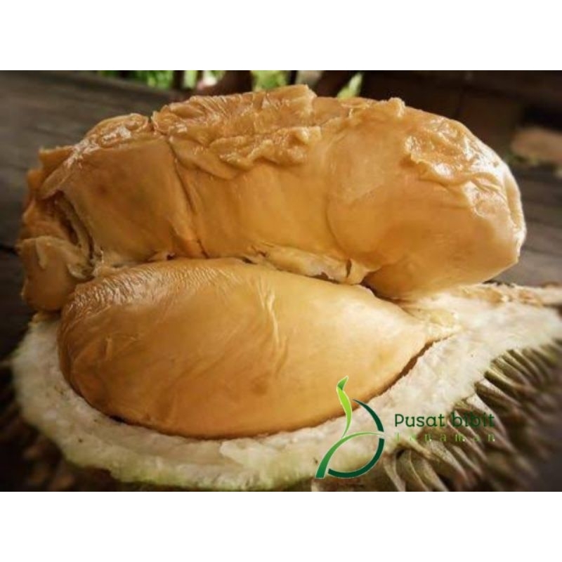 bibit tanaman durian super tembaga berkualitas asli