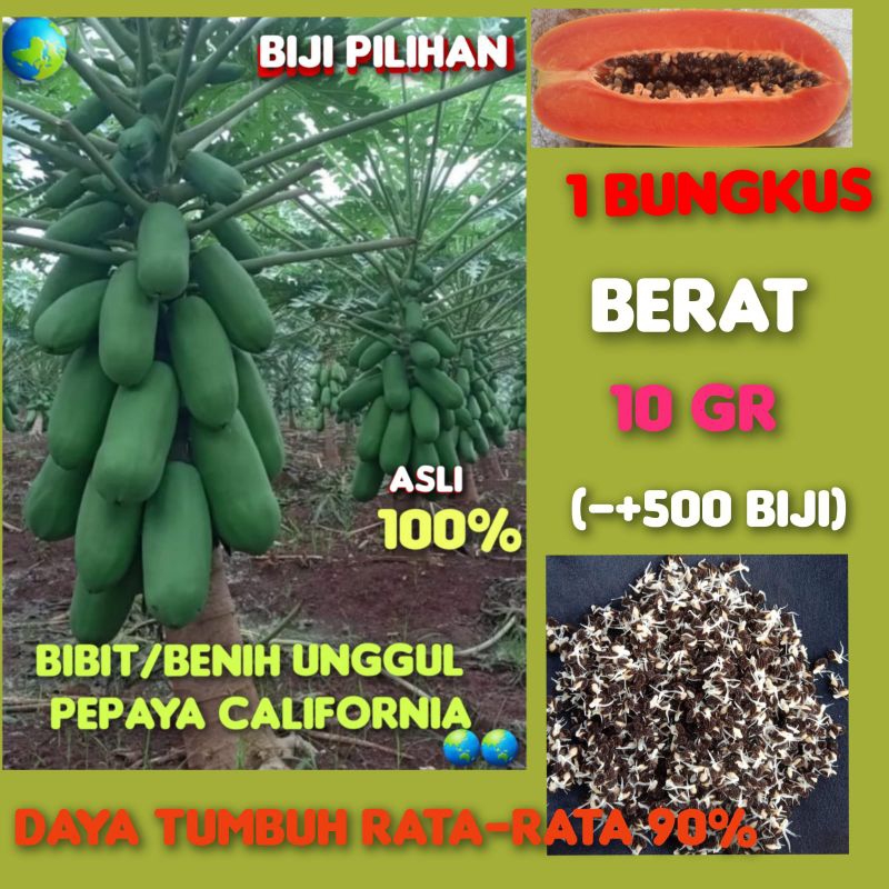 Benih bibit unggul pepaya california/calina IPB 9