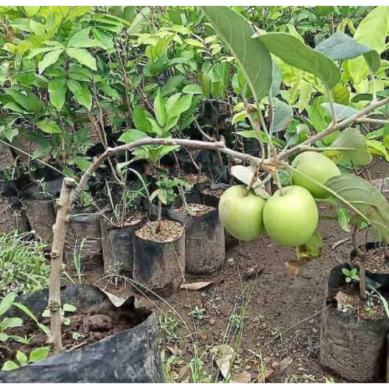 bibit apel malang hijau cangkok