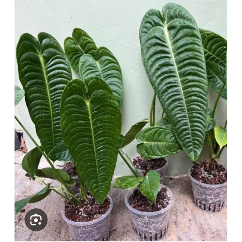 Tanaman Hias Anthurium veitchii king narrow