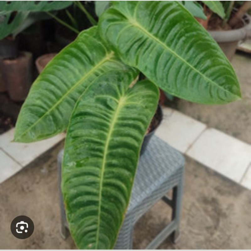 Anthurium veitchii
