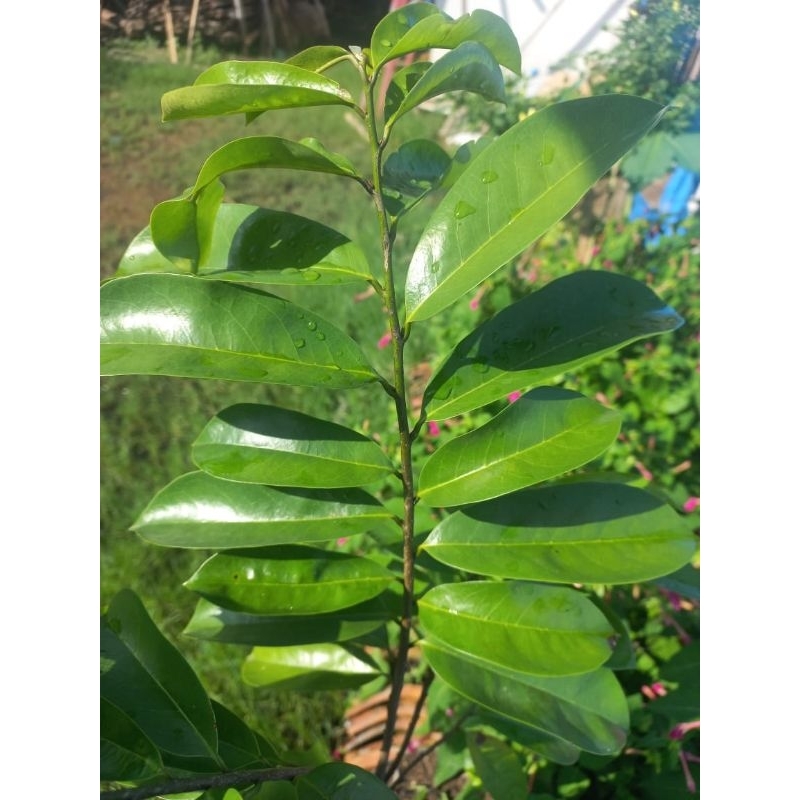 

100 lembar daun sirsak press petik langsung saat di pesan