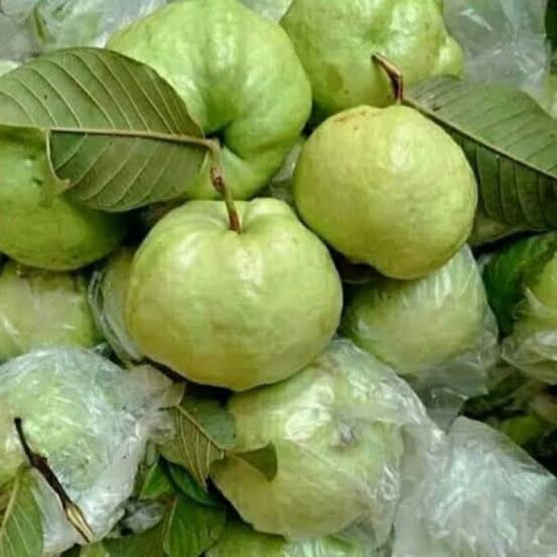 

jambu crystal fresh