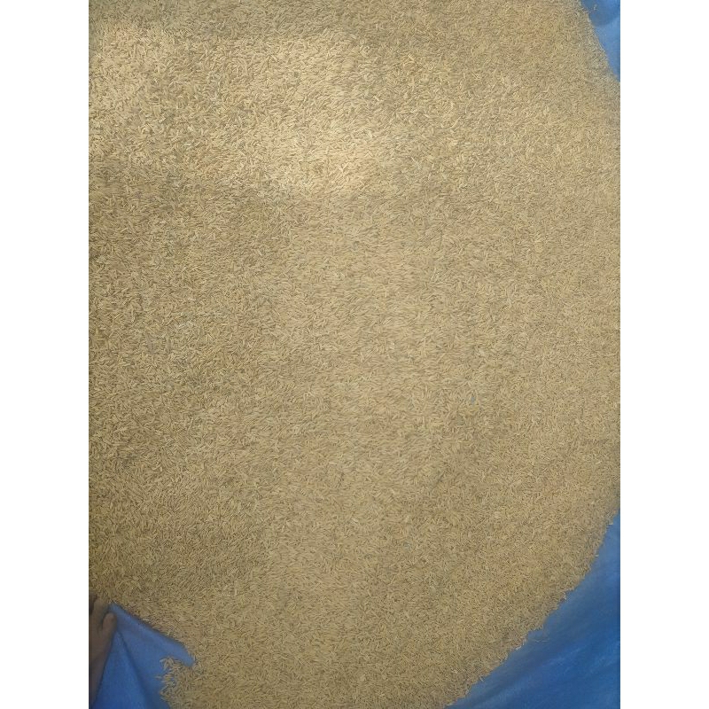 

gabah padi pakan ayam burung