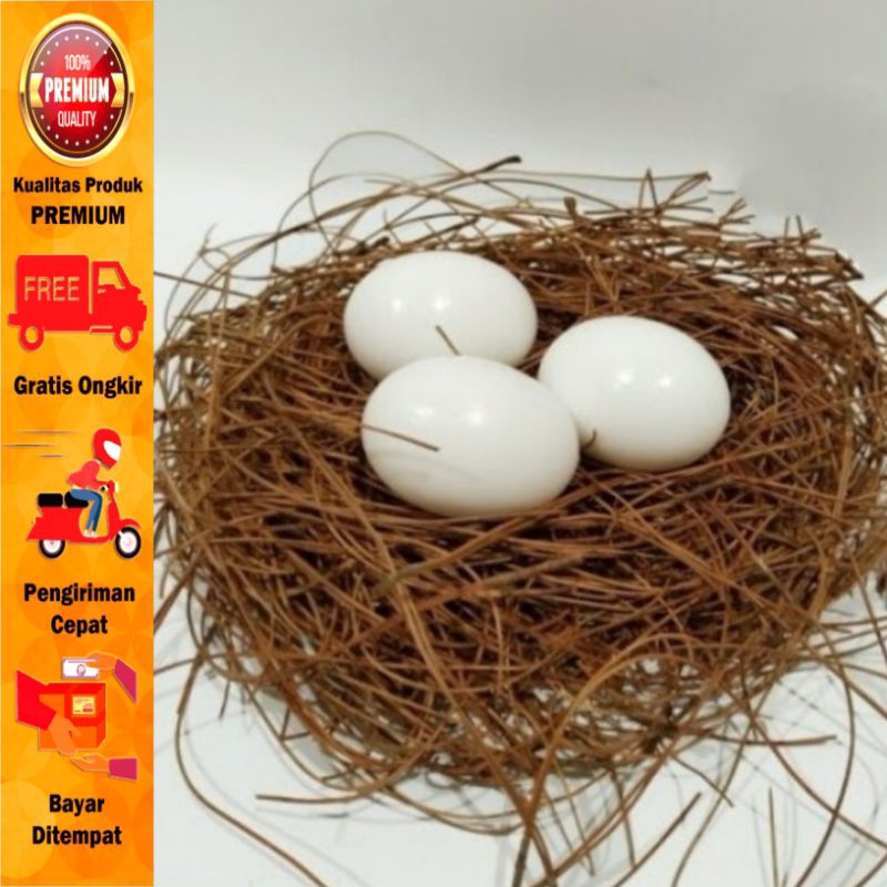 telur merpati pengganti mirip asli berat padat telur dami telur merpati palsu