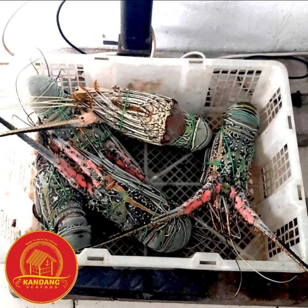 

Lobster Jumbo Seafood Besar Fresh / Frozen Harga Per Ekor