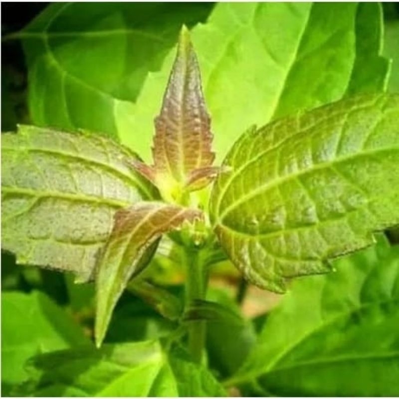 

Daun Balakacida Obat Herbal Tradisional Fresh Segar Murah 300 gram