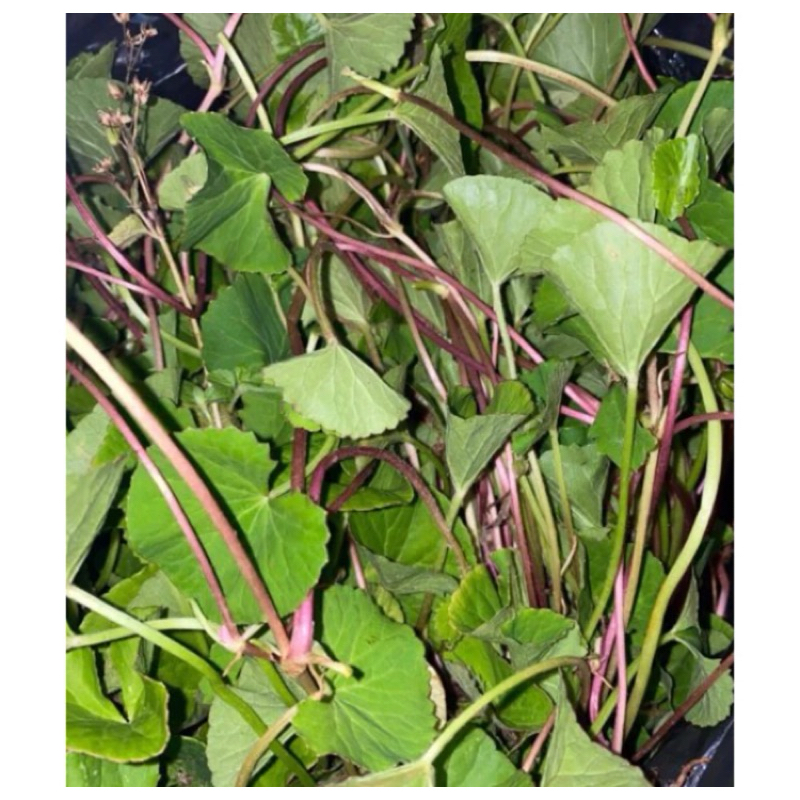 

Pegagan merah daun tapak kuda merah segar 500 gram-az