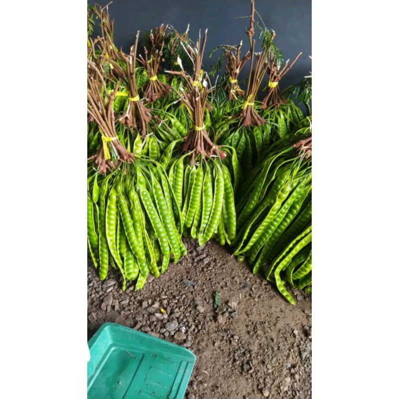 

peteuy / pete harga per papan