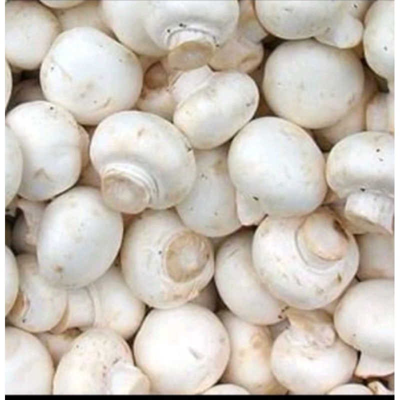 

jamur kancing cap bintang