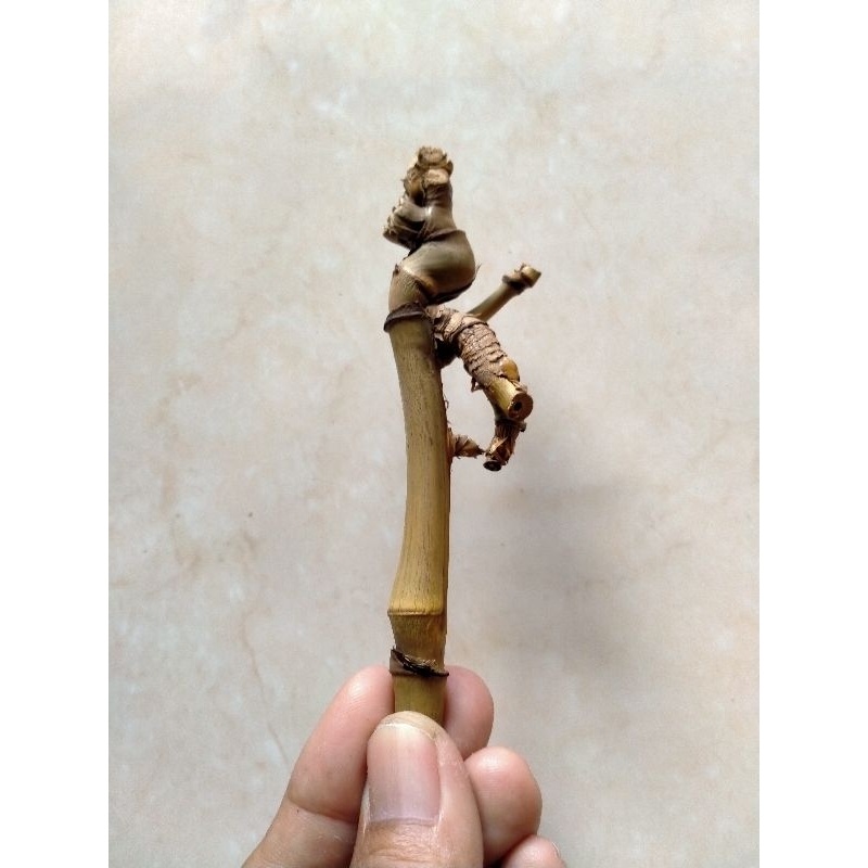 BAMBU UNIK PETUK JALU (11 CM) WOW SANGAT LANGKA BOSKUH