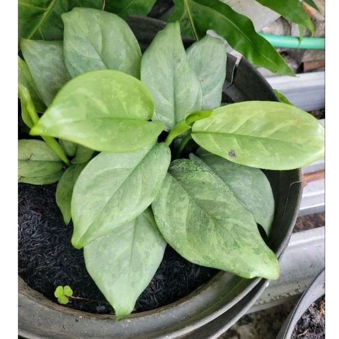 Tanaman Hias Aglonema Diven Silver