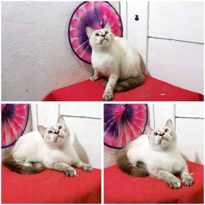 Kucing Persia British Himalaya |Free Ongkir |Keranjang