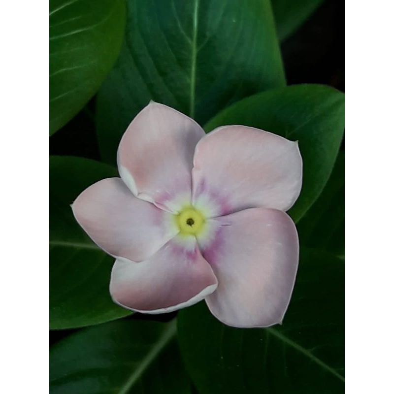 Vinca Mutasi Nirvana Ring Hallo Mini