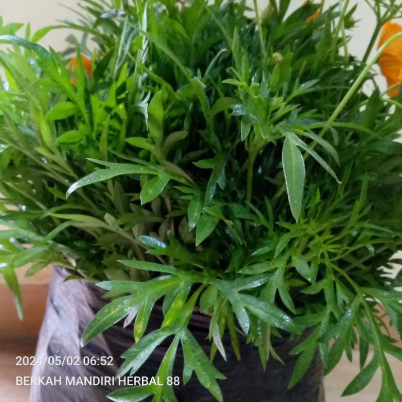 

daun kenikir segar,ulam raja rangda midang 100 gram super hemat