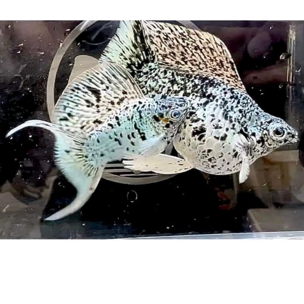 molly platinum marbel cawang