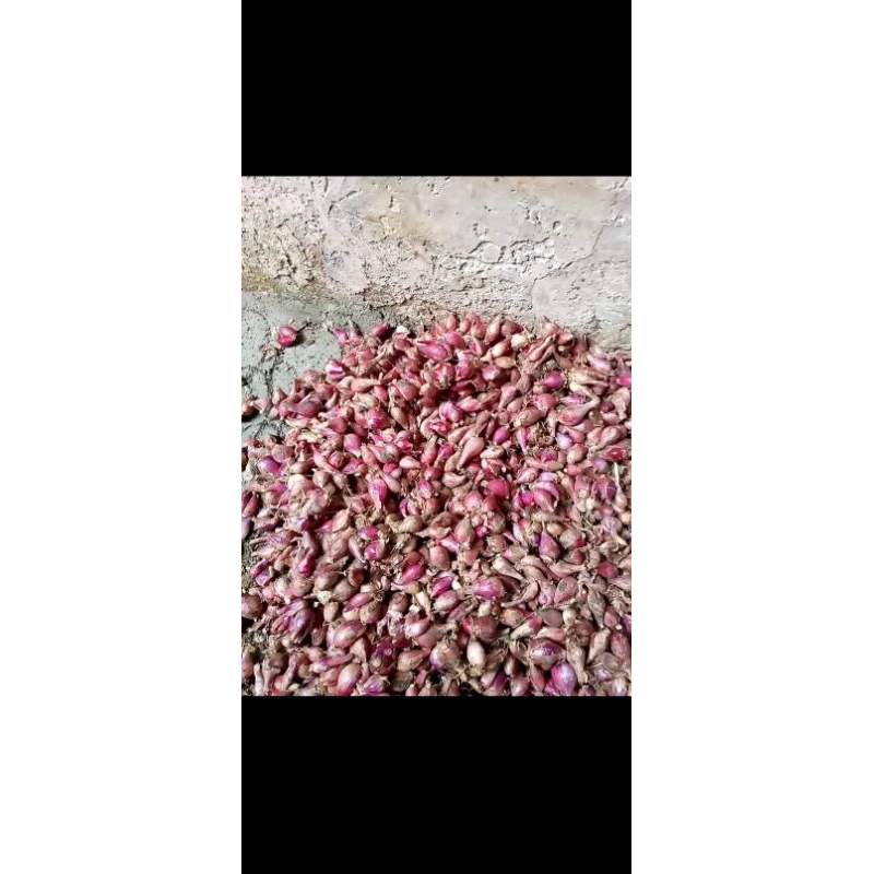 

Bawang Asli Brebes 1 KG