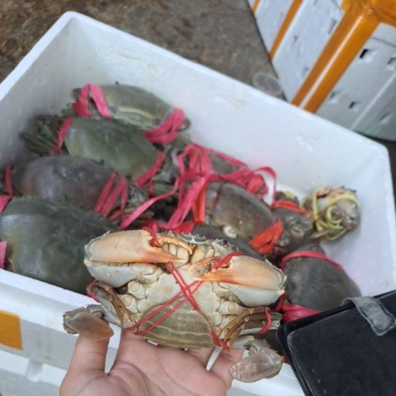 

KEPITING KOSONGAN 1KG HIDUP
