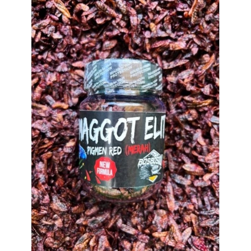 MAGGOT ELIT RED MERAH BOS GRADE A+ // PROGRES WARNA MERAH UNTUK KONTES // BY BOS BOS QU