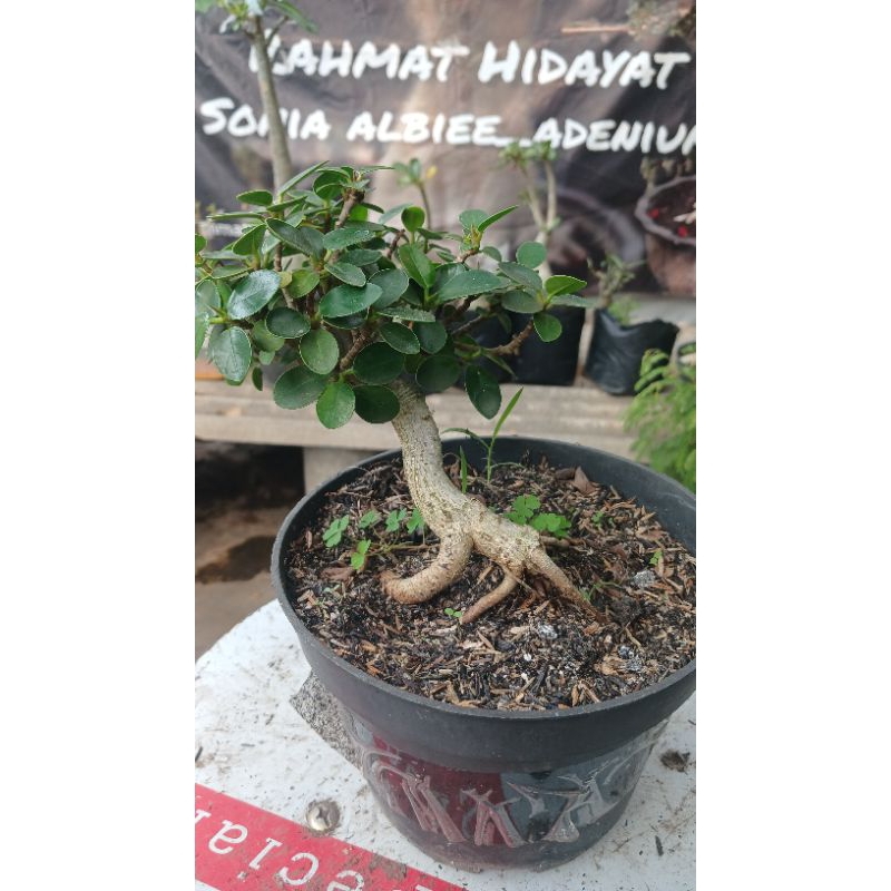 beringin dolar mikro