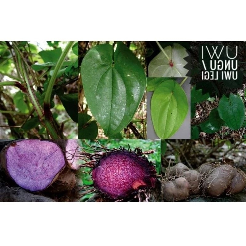 Bibit Umbi Uwi Ungu murah beli 5 gratis 1