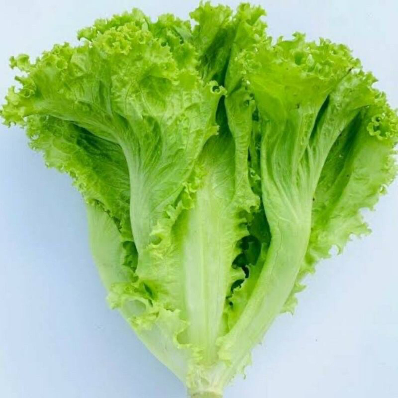 

selada keriting segar / selada bokor / lalab sayur / selada salad