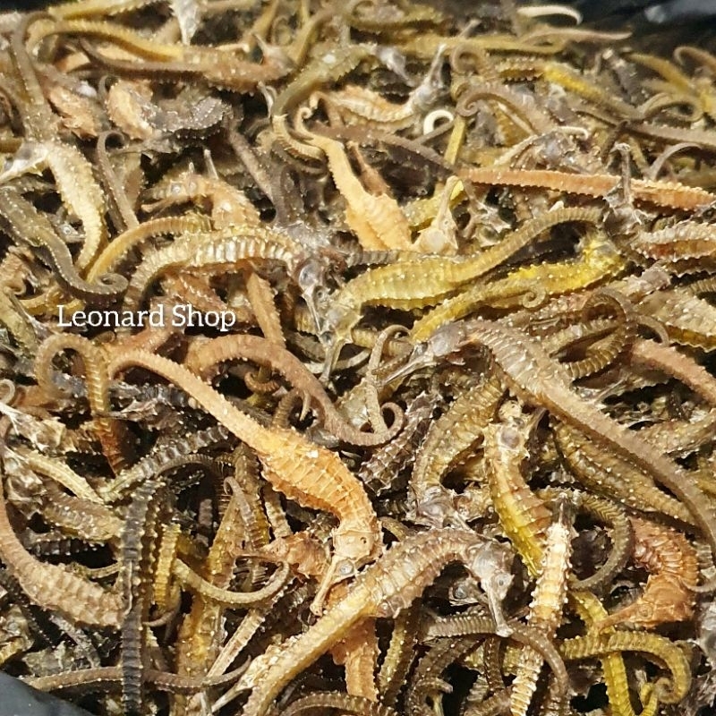 KL HAI MA KECIL KERING GRADE A ECER HERBAL OBAT KESUBURAN PRIA WANITA / HAIMA / HAI MHA / GINSENG RE