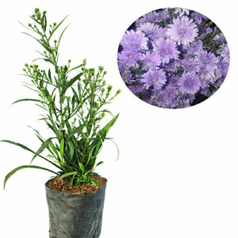 Tanaman Bibit Bunga Aster Pikok-Tanaman Hias Siap Tanam