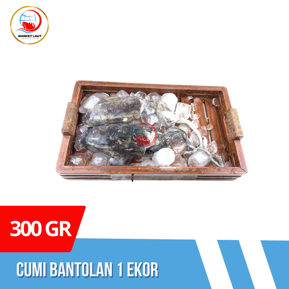 

Squid Bantolan Besar Fresh 1 Ekor 300 gr / Cumi Bantolan