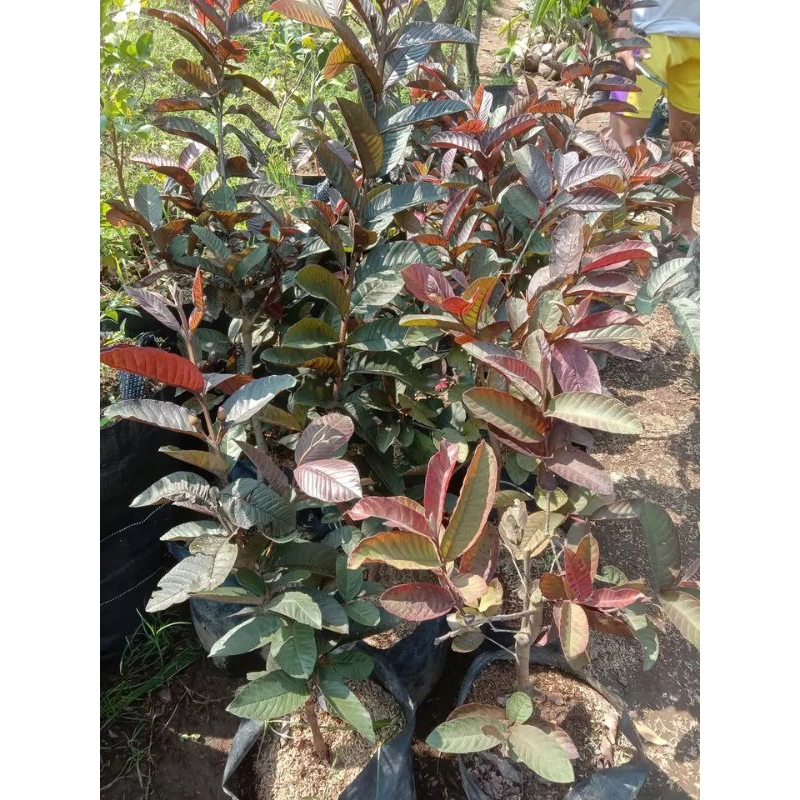 bibit jambu Australia merah | jambu biji australia | asal okulasi | jambu merah Australia