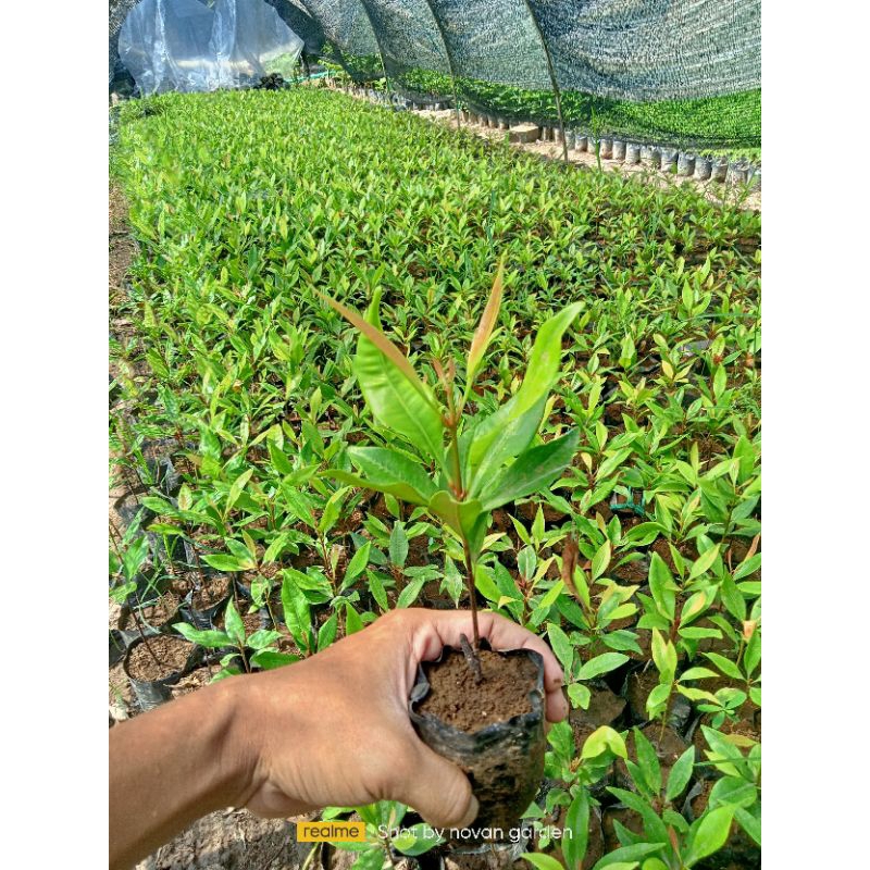 bibit cengkeh  | beli 5 gratis 1 | kualitas super | cengkeh sanzibar | cengkeh sansibar | bibit ceng