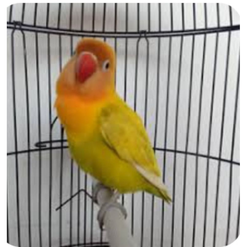 [Instant] Burung Lovebird pastel kuning