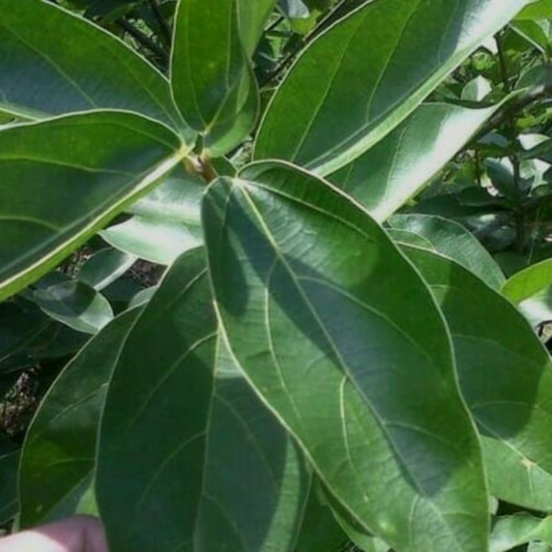

daun cincau perdu segar 250gram