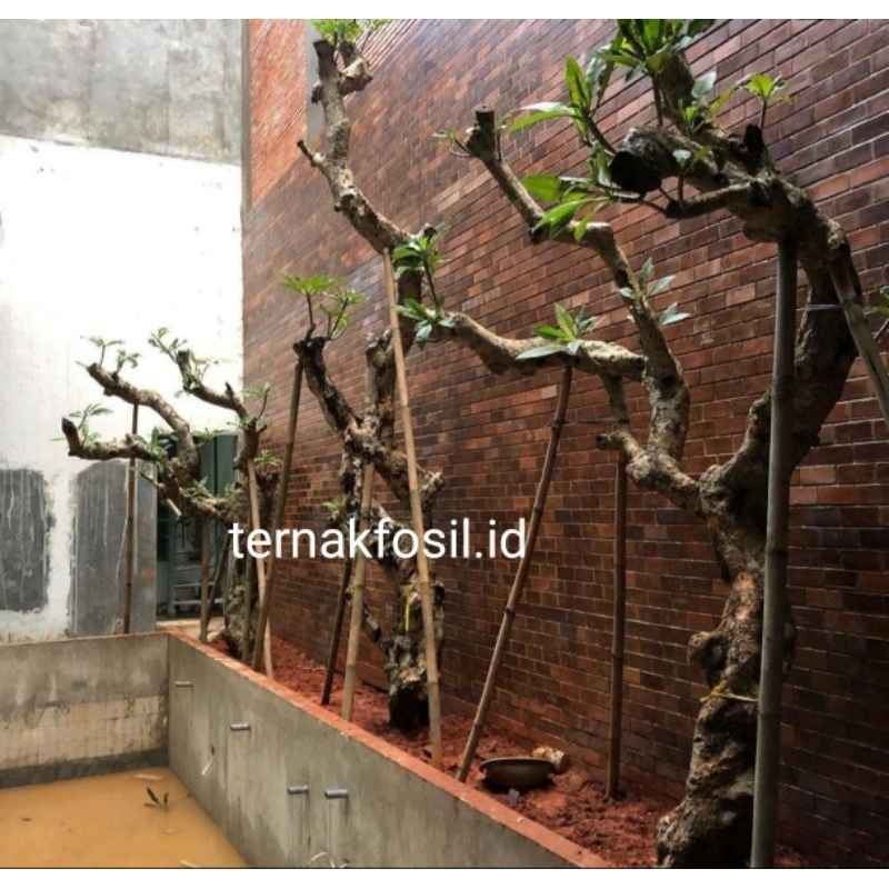 POHON KAMBOJA FOSIL TINGGI 4/5 meter