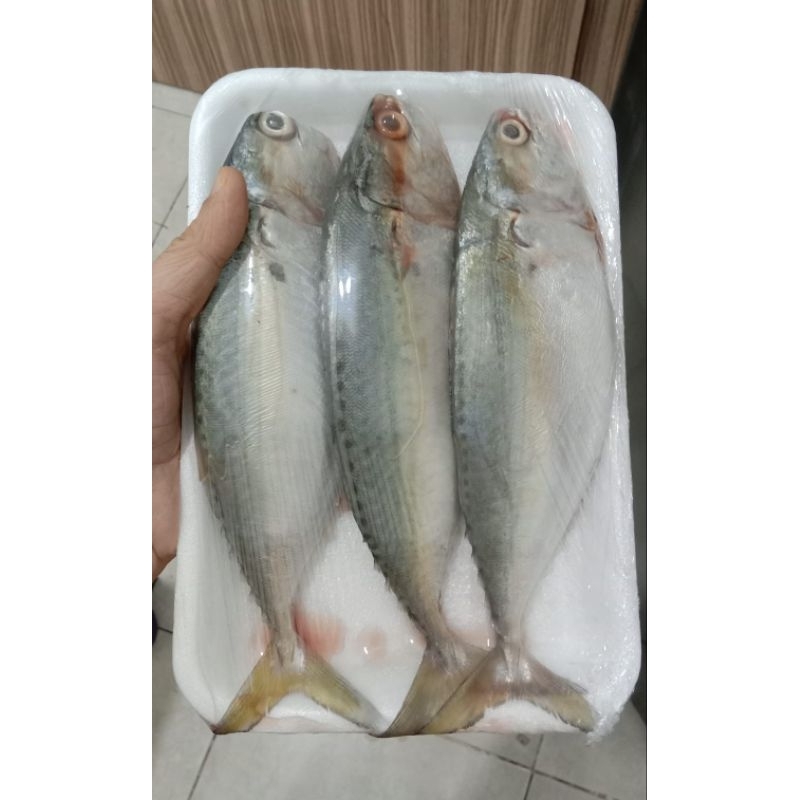 

Ikan kembung banjar