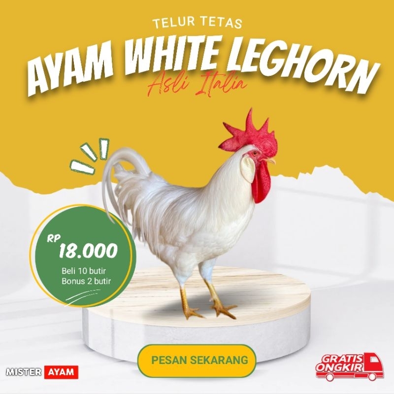 TELUR AYAM WHITE LEGHORN (WL)