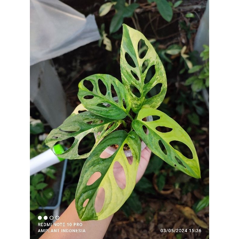 monstera adansonii yellow varigata / janda bolong varigata