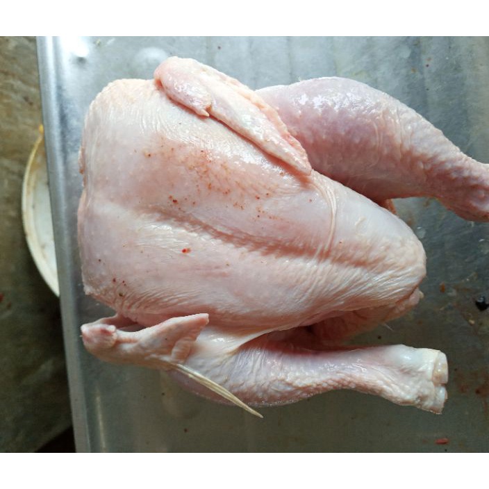 

COD NEWPRODUCT ayam broiler uk 8gram ayam broilerayam potongayam murah